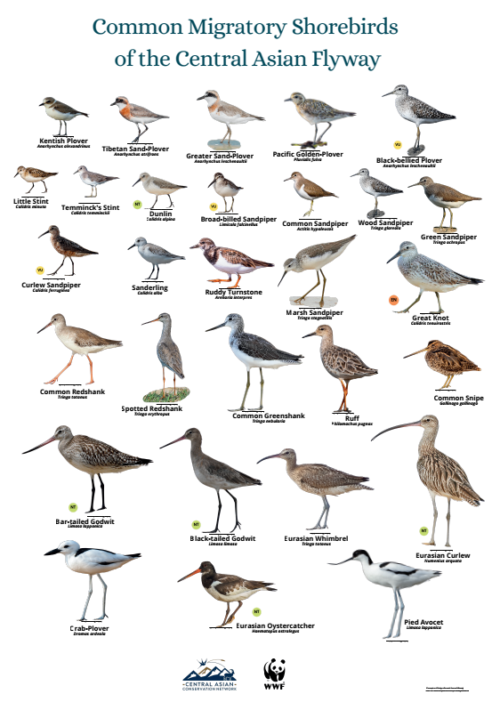 Common Migratory Shorebirds of the Central Asian Flyway