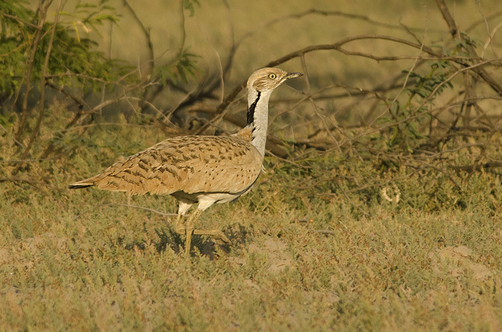 Asian Houbara (Chlamydotis macqueenii)