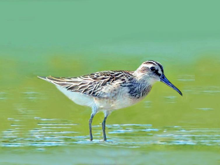 Broad-billed Sandpiper (Calidris falcinellus)