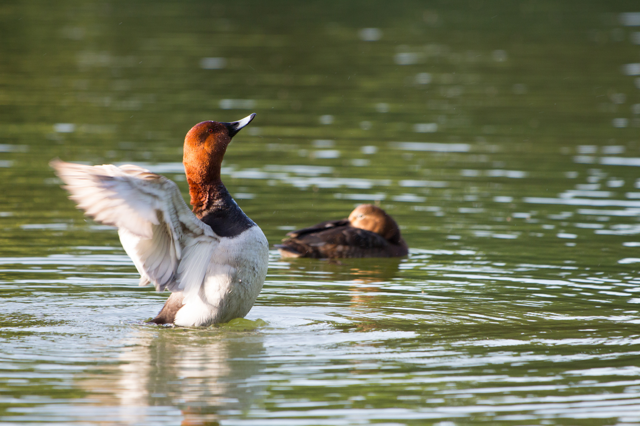 Common Pochard (Aythya ferina)