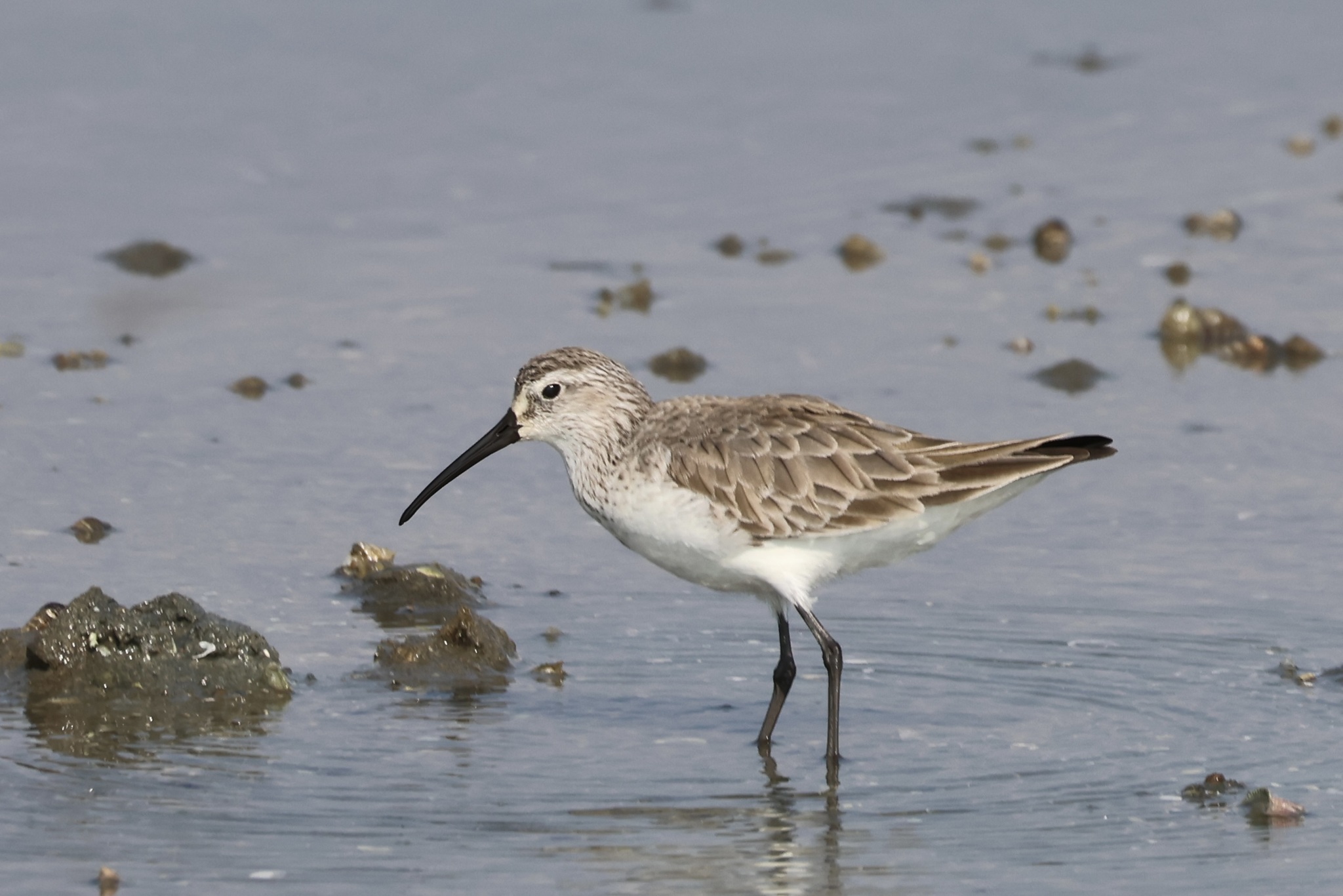 Curlew Sandpiper (Calidris ferruginea)
