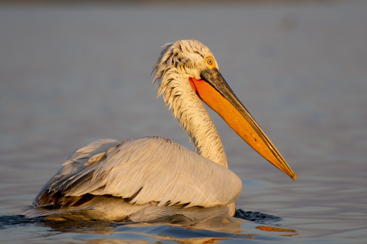 Dalmatian Pelican (Pelecanus crispus)