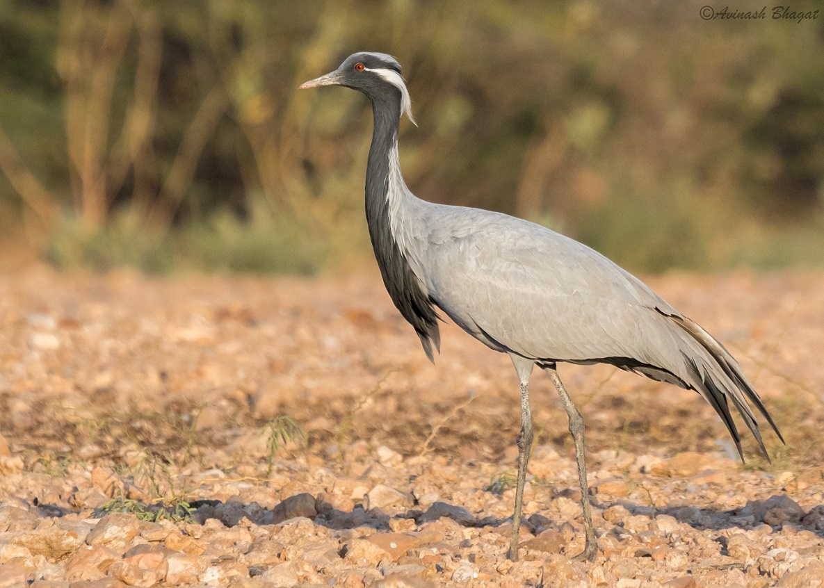 Demoiselle Crane (Grus virgo)