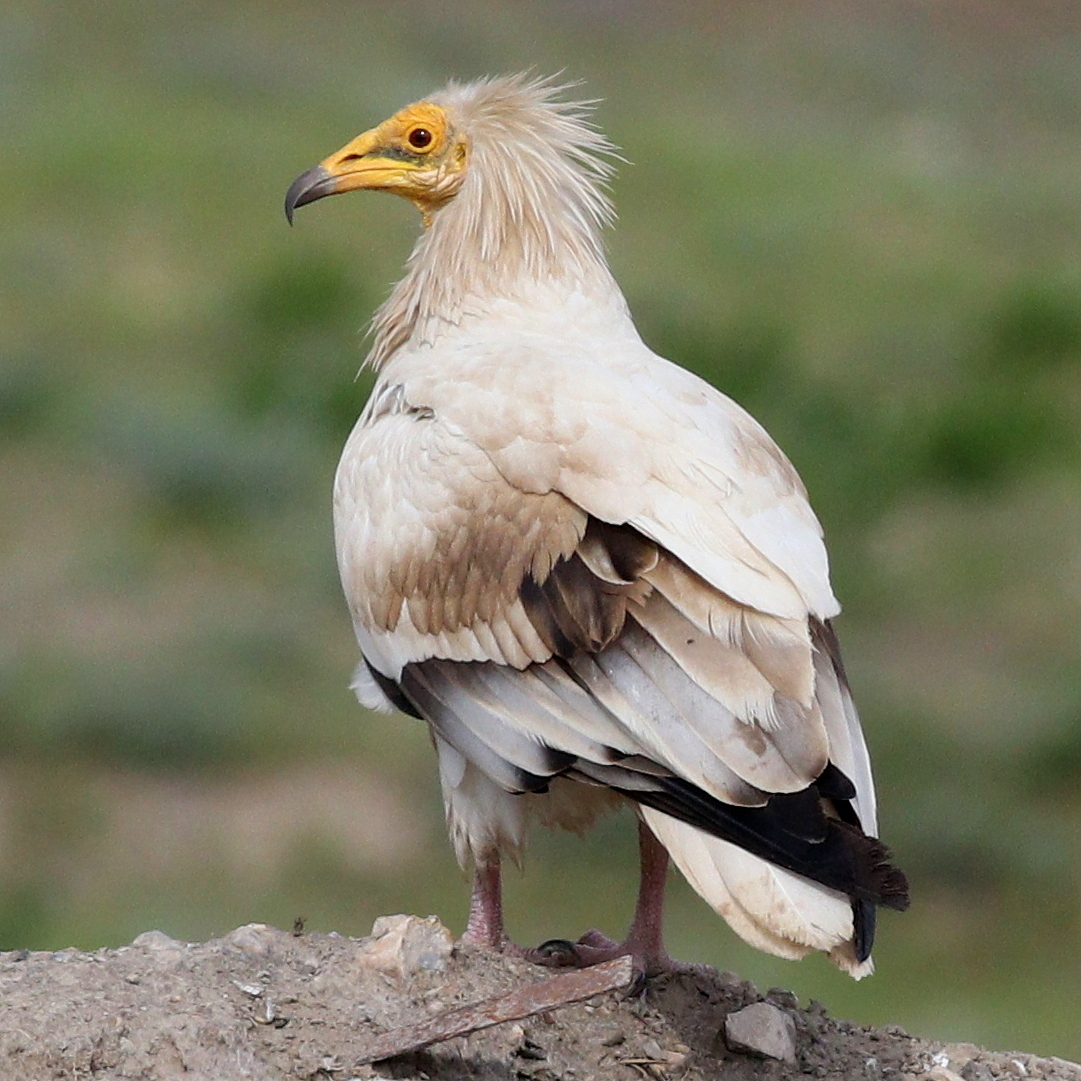 Egyptian Vulture (Neophron percnopterus)