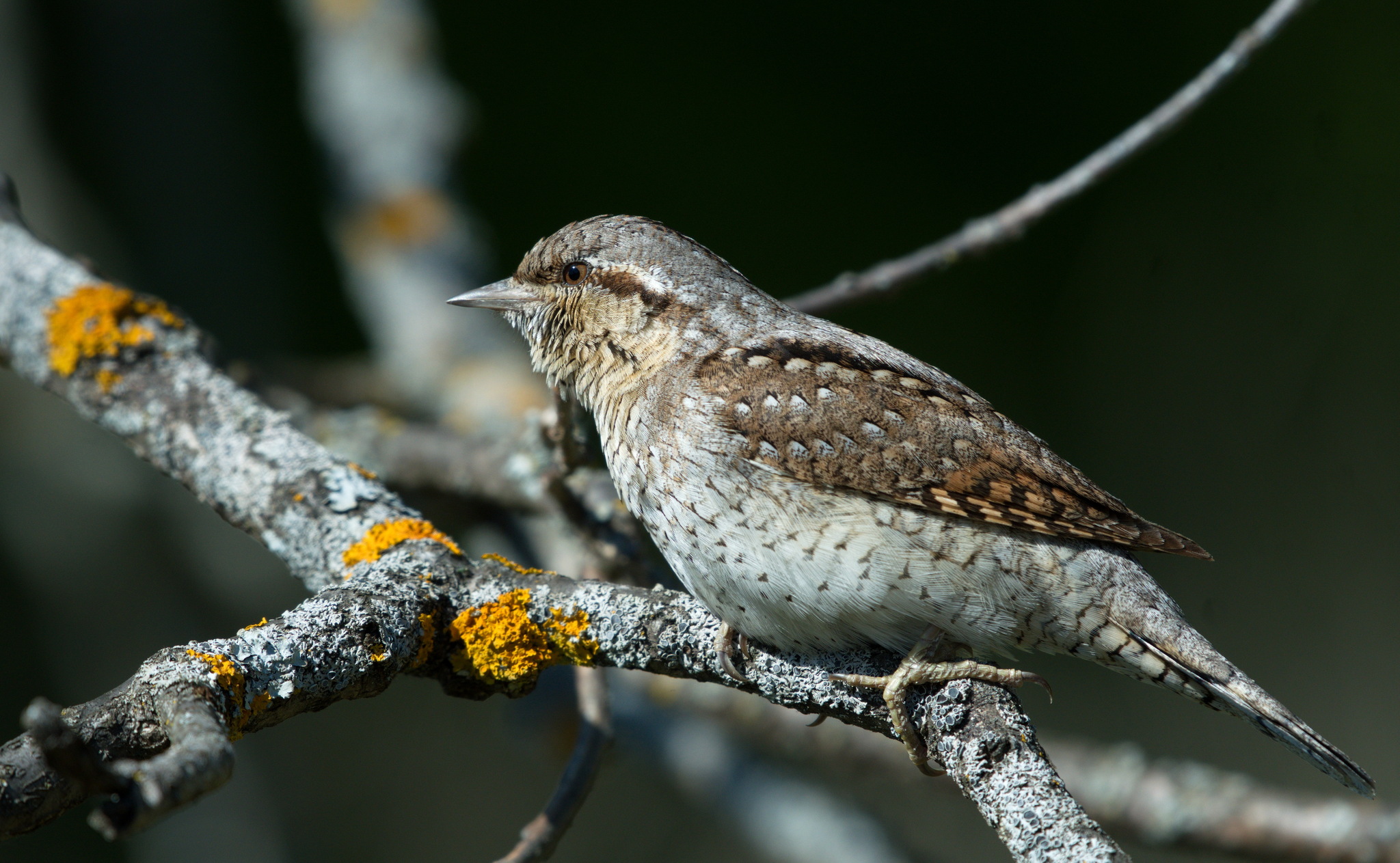 Eurasian Wryneck (Jynx torquilla)