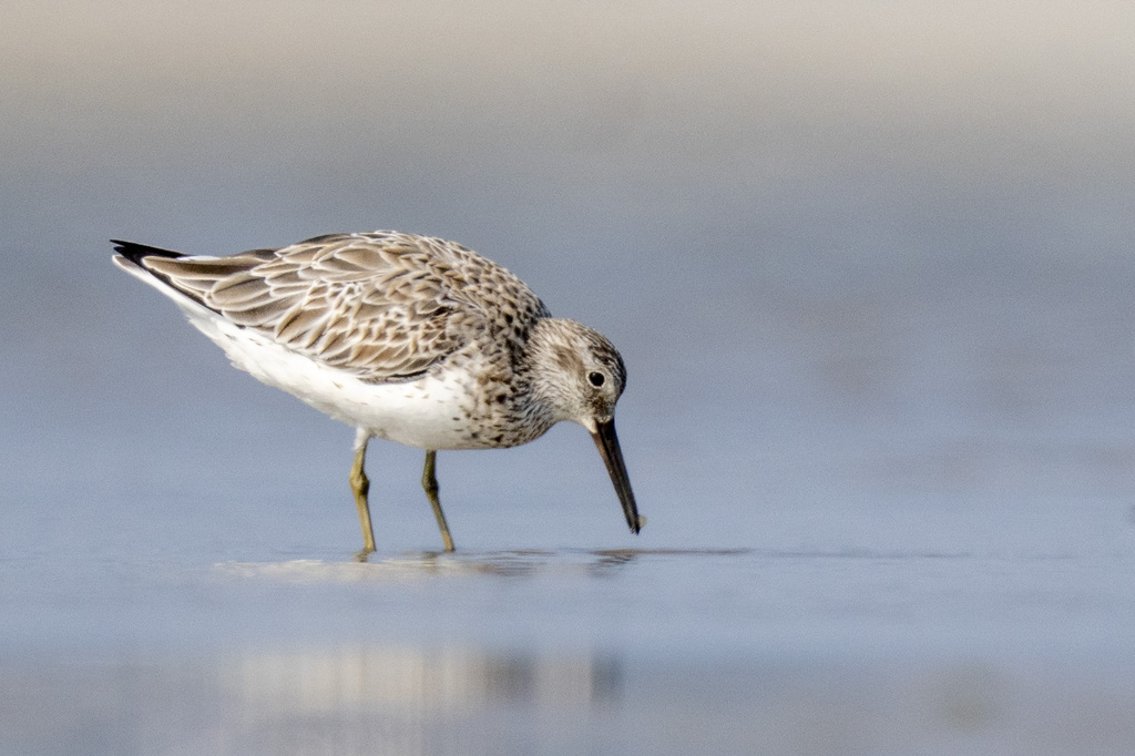 Great Knot (Calidris tenuirostris)