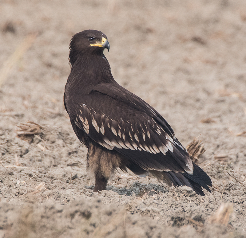 Greater Spotted Eagle (Clanga clanga)