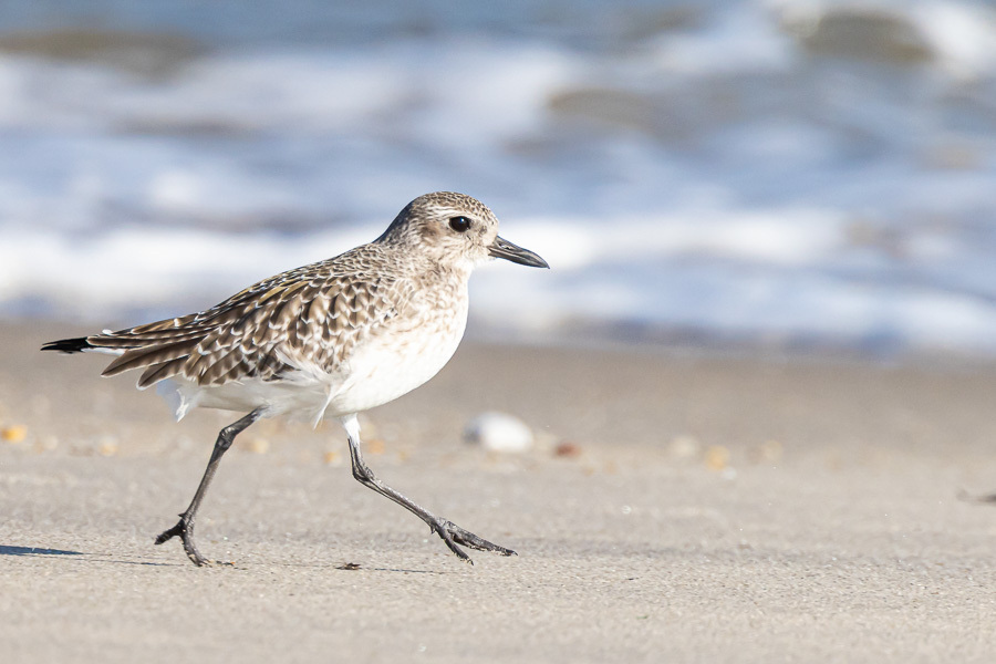 Grey Plover (Pluvialis squatarola)