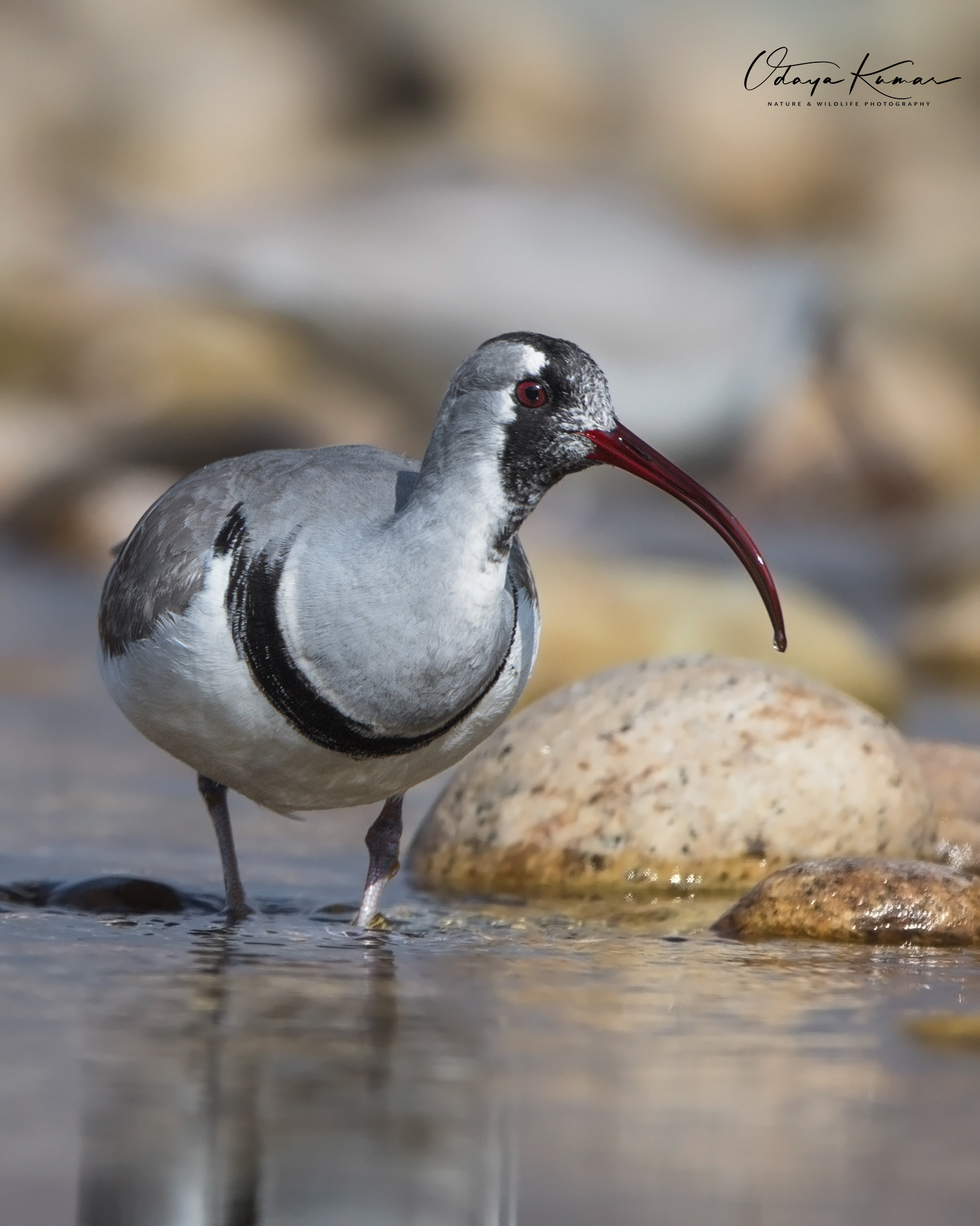 Ibisbill (Ibidorhyncha struthersii)