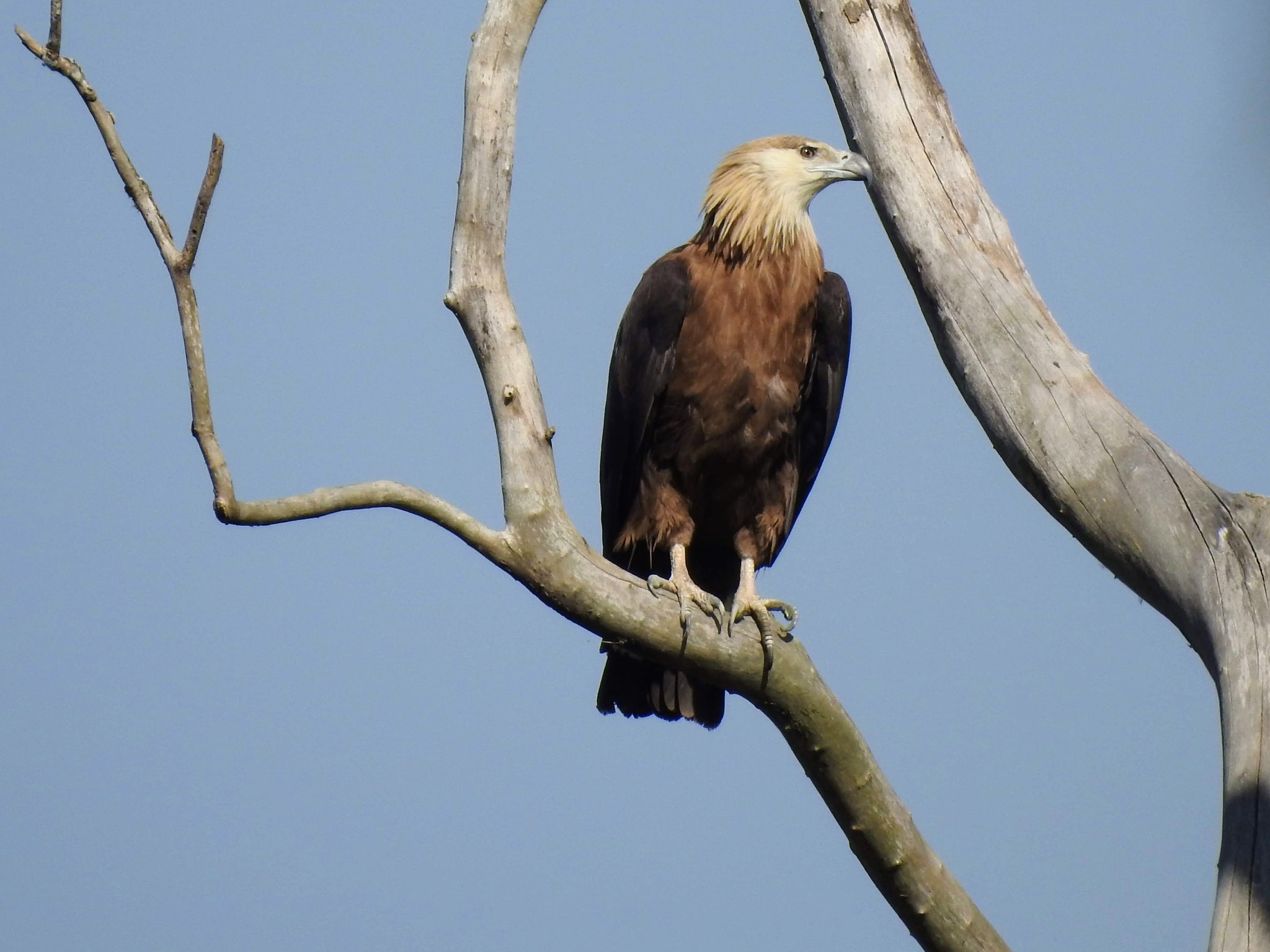 Pallas's Fish Eagle (Haliaeetus leucoryphus)