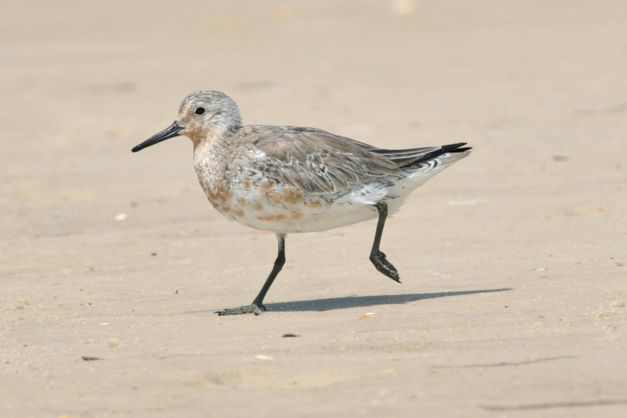 Red Knot (Calidris canutus)