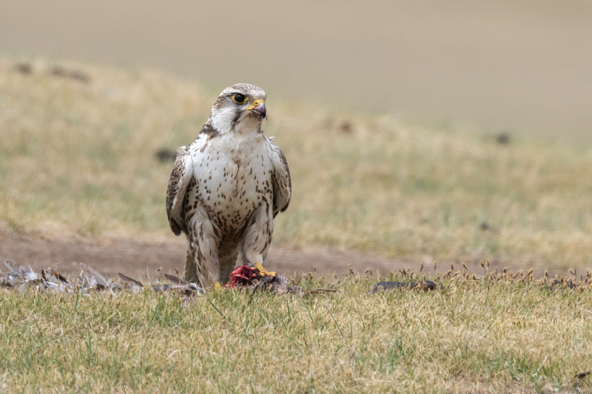 Saker Falcon (Falco cherrug)