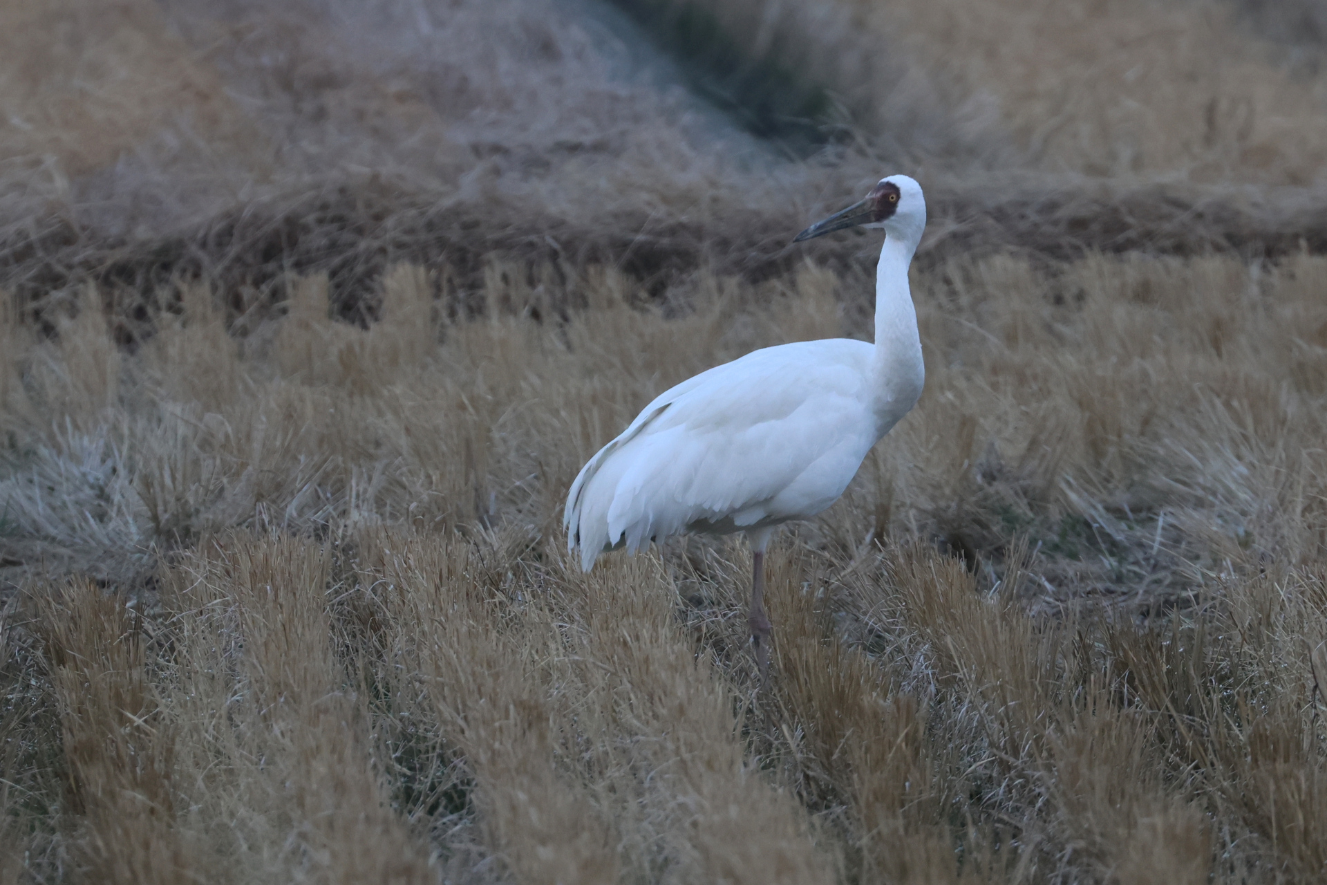 Siberian Crane (Leucogeranus leucogeranus)