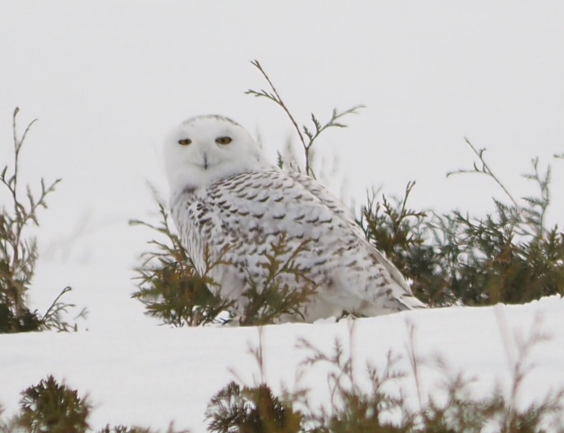 Snowy Owl (Bubo scandiacus)