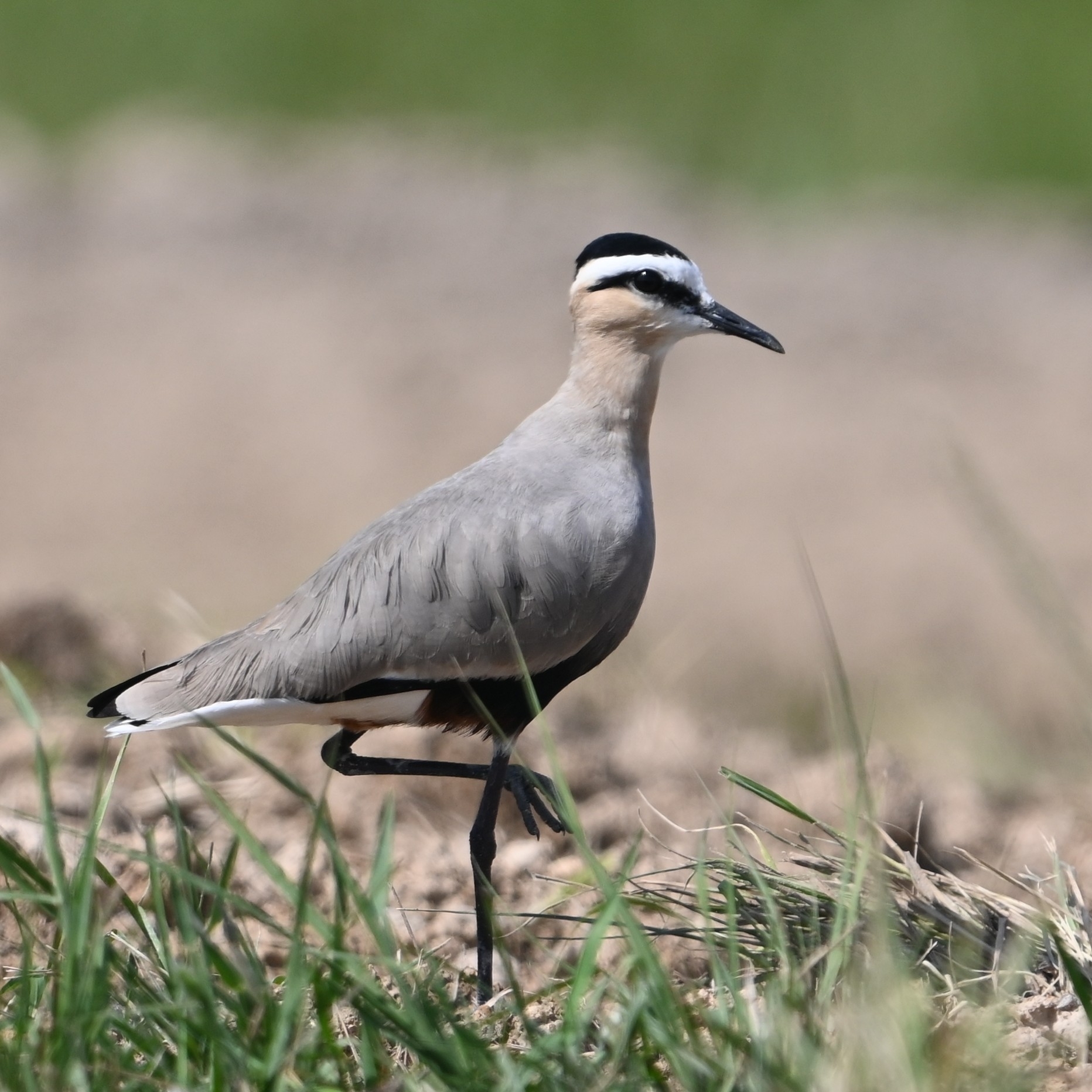 Sociable Lapwing (Vanellus gregarius)
