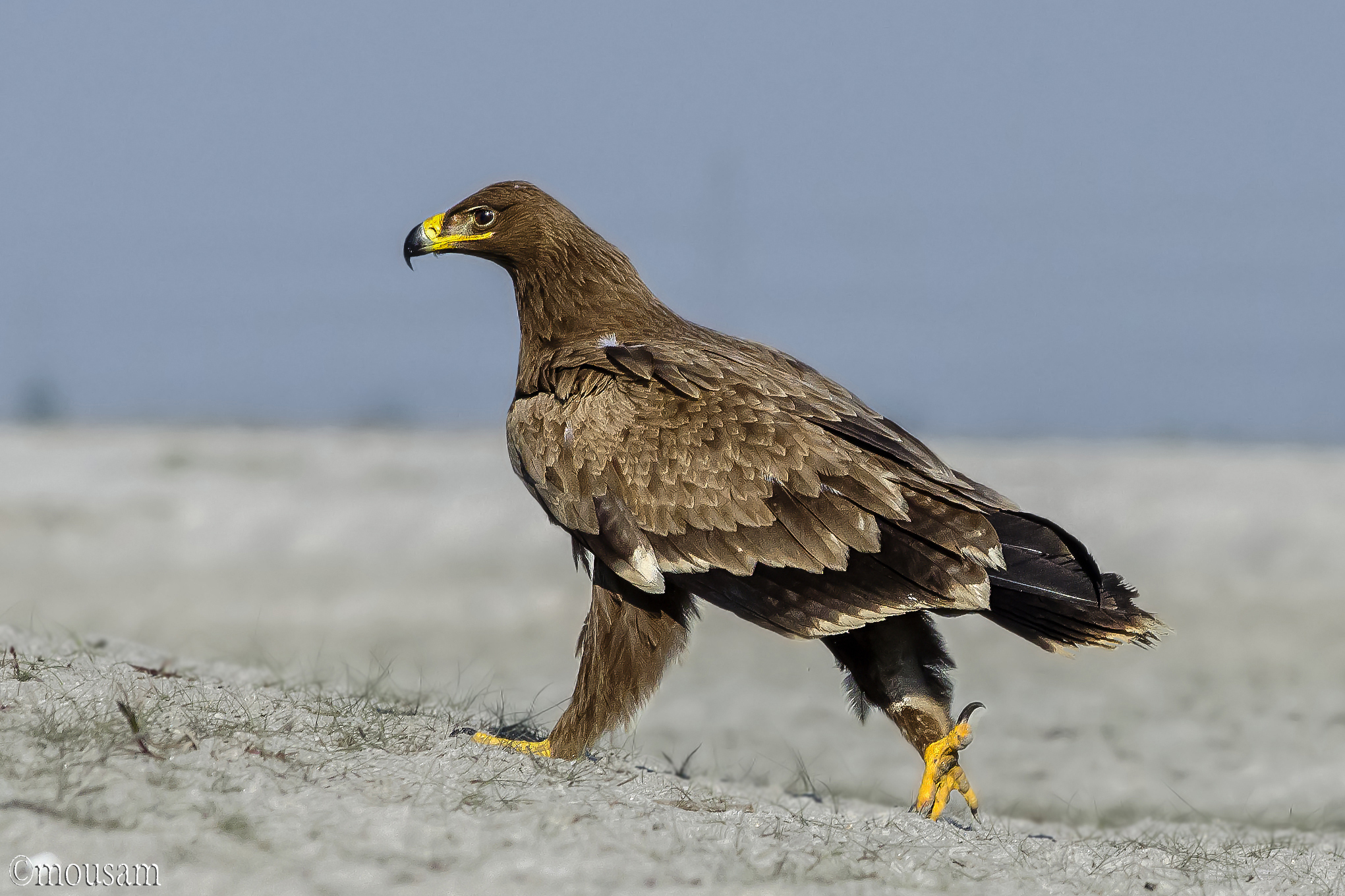 Steppe Eagle (Aquila nipalensis)