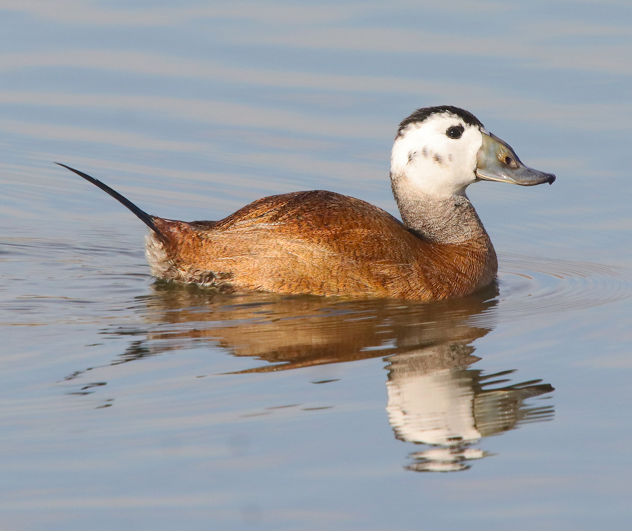 White-headed Duck (Oxyura leucocephala)
