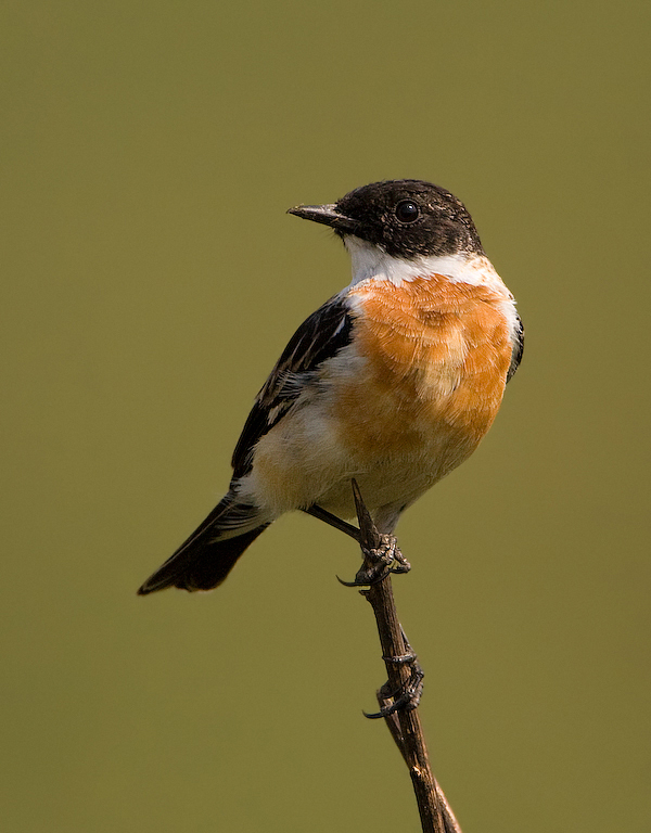 White-throated Bushchat (Saxicola insignis)