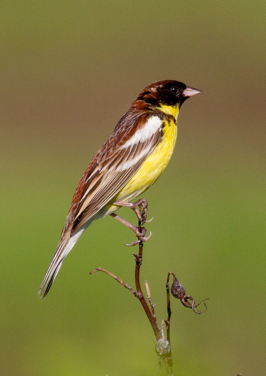 Yellow-breasted Bunting (Emberiza aureola)