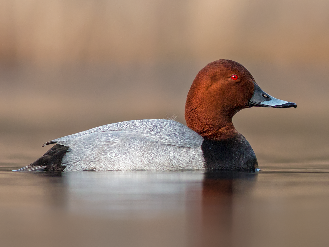 Common Pochard