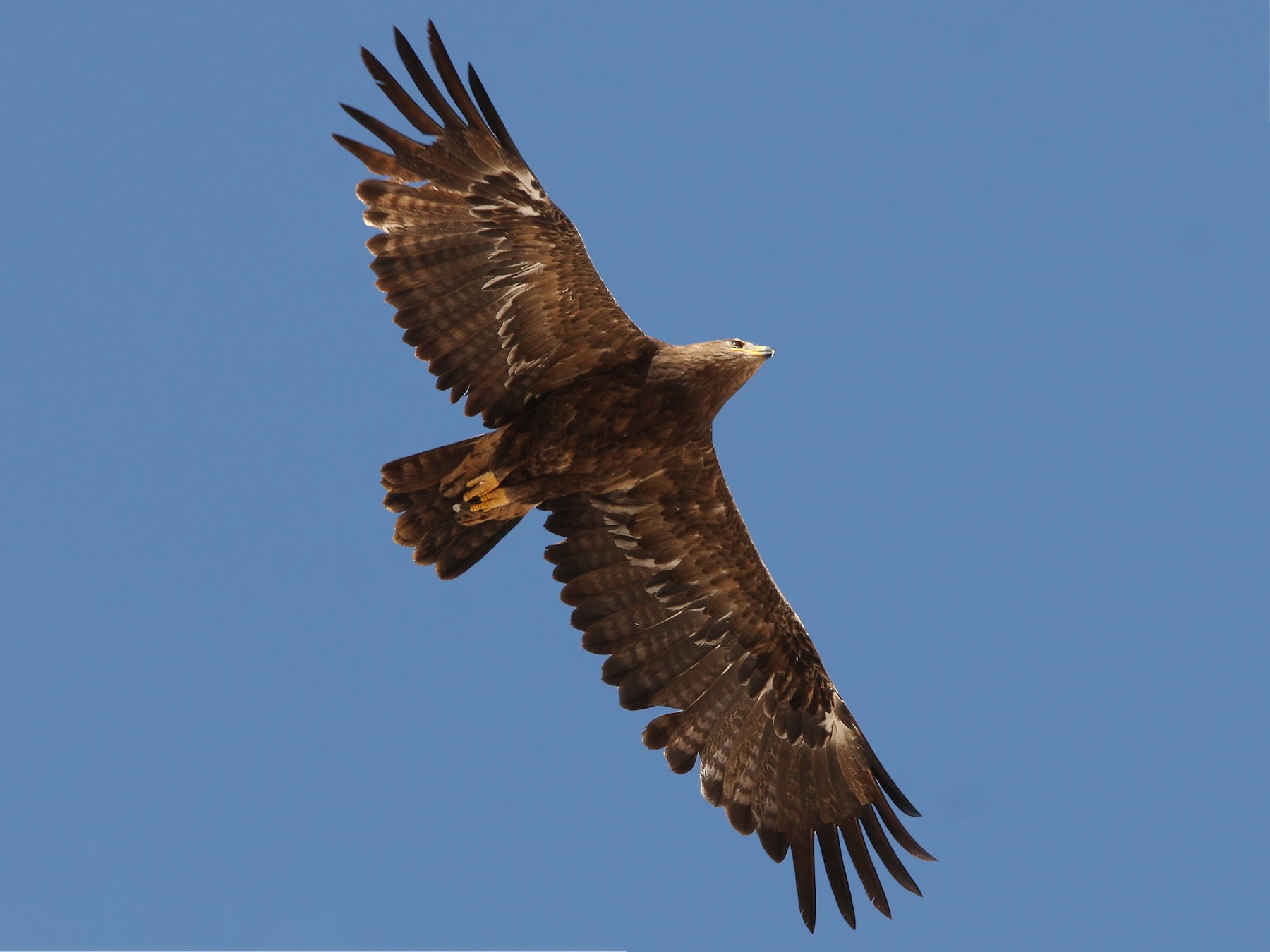 Steppe Eagle