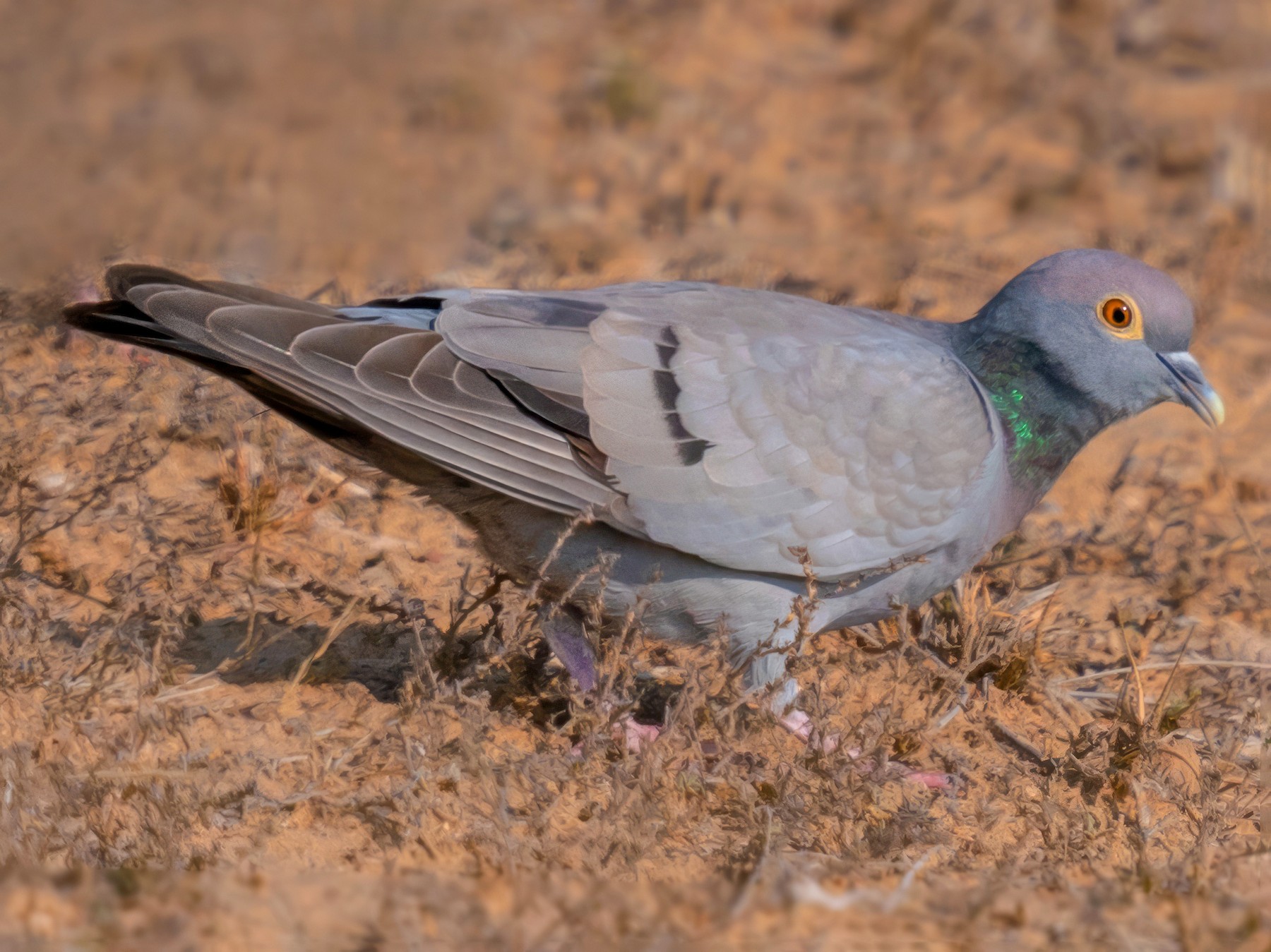 Yellow-eyed Pigeon