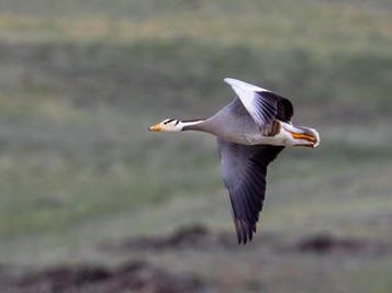 Bar-headed Goose. Photo: Сергей Красноперов