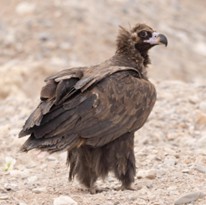Cinereous Vulture. Photo: 钟彦葵