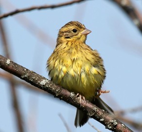 Yellow-breasted Bunting. Photo: Лида Онищенко